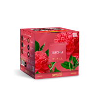 Пионы Салют купить в Таганроге | taganrog.salutsklad.ru